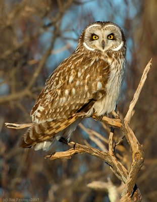 _JAF9712 Short Eared Owl in Brush Plum Island