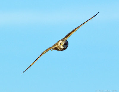 _JAF9815 Short Eared Owl Flight.jpg