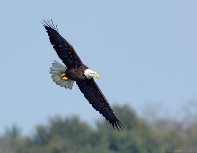 _JAF0097 Bald Eagle Adult Flight.jpg