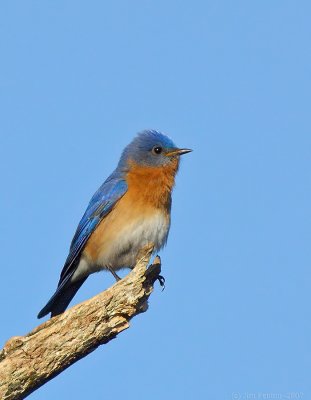_JFF9575 Blue Bird Male Perched NA.jpg