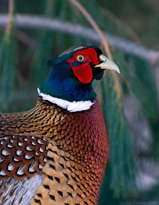 _JFF9976 Pheasant Pines Background LR.jpg