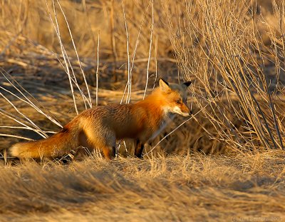 _JF00172 Red Tail Fox in Ditch.jpg