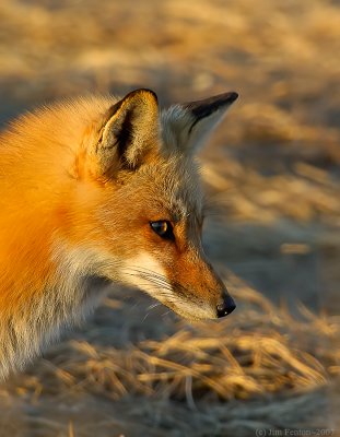 _JF00188 Red Tail Fox Head.jpg