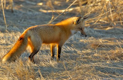 _JF00194 Red Tail Fox Shadowy Area.jpg
