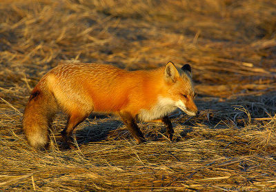 _JF00206 Red Tail Fox Relaxing.jpg