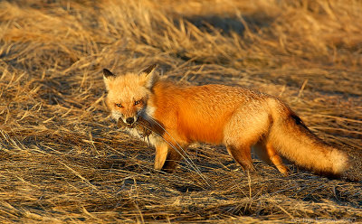 _JF00211 Fox with prey.jpg