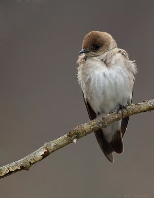 _JF01568 Rough Leg Swallow Cold LL.jpg