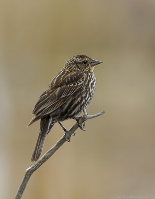 _JF01693 Female Red Wing Blackbird.jpg