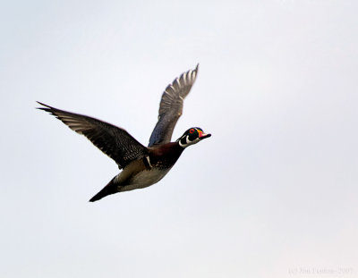 _JF01728 Male Wood Duck Flight.jpg
