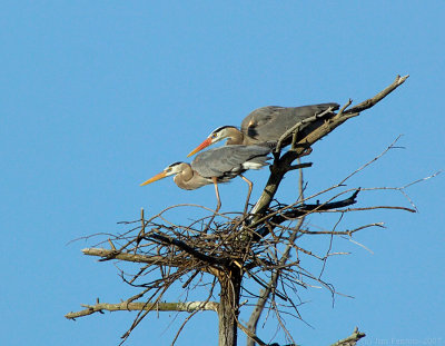_JF01819 Great Blue Heron pair in Nest.jpg