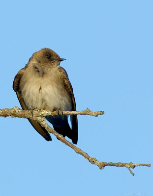 _JF01959 Rough Wing Swallow Look Right.jpg