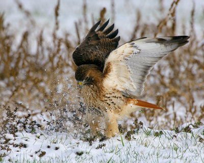 Red Tail Hawk Hunting in Snow.jpg