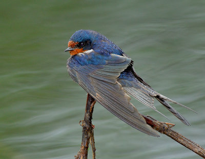 _NAW0415 Barn Swallow In The Rain