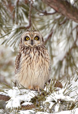 Short eared Owl at Roost in Pines.jpg