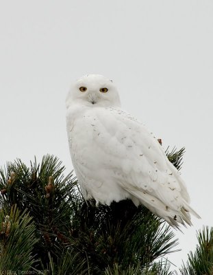 snowy_owl