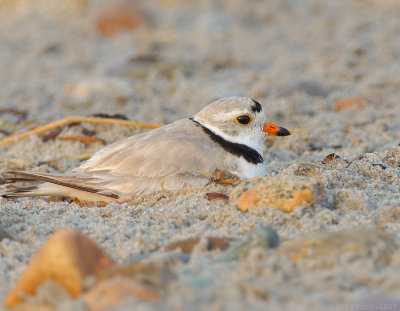 NAW4049 Piping Plover on Nest at Dawn.jpg