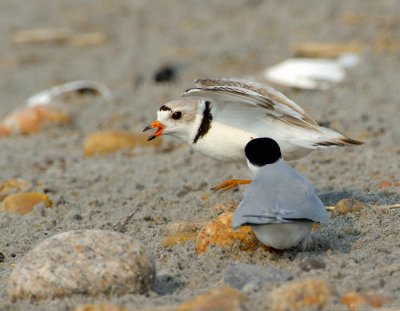 NAW4320 Piping Plover Nest Diversion Display