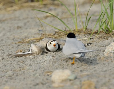 NAW4324 Piping Plover Confrontation 1.jpg