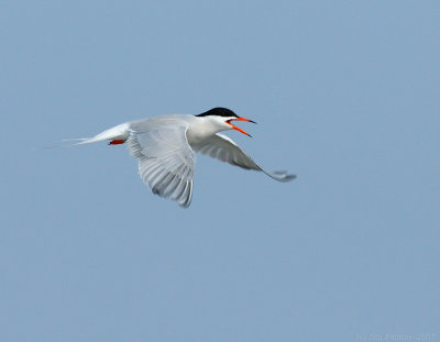 _NAW3802 Common Tern in Flight ~ Wings Down.jpg