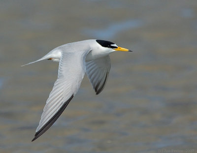 _NAW4704 Least Tern in Flight