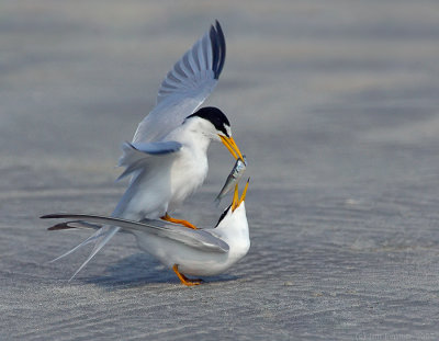 _NAW4758 Least Terns Mating ~ The Exchange 1.jpg
