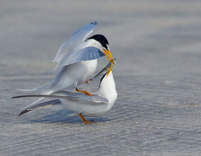 _NAW4759 Least Terns Mating ~ The Exchange