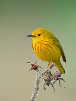 Yellow Warbler on Old Growth