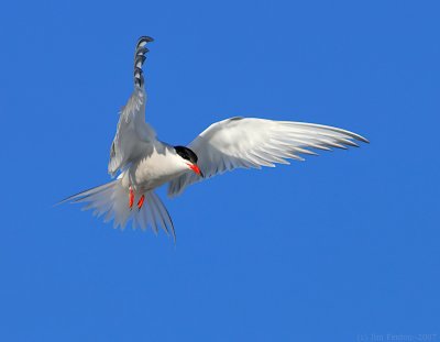 _JFF3258 Common Tern Hovering.jpg