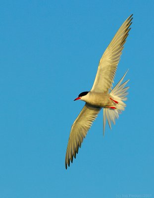 _JFF3469 Common Tern Flight R Sunset.jpg