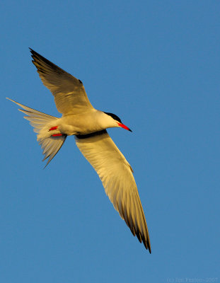 _JFF3477 Common Tern Flight at Sunset.jpg