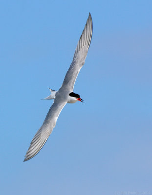 _JFF3684 Common Tern AM Wings Full.jpg
