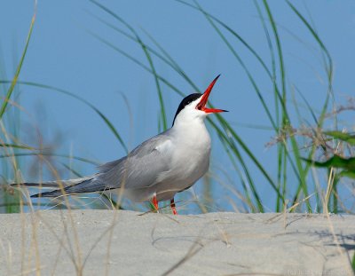 _JFF3949 Common Tern Calling in Dunes.jpg