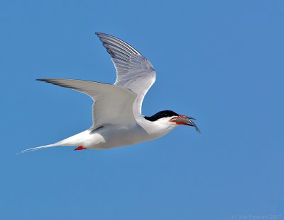 _JFF4182 Common Tern in Flight With Prey.jpg