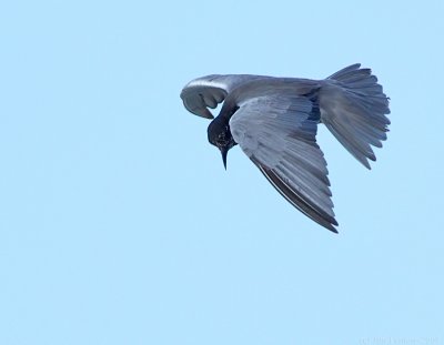 _JFF7697 Black Tern Flight Looking Down.jpg