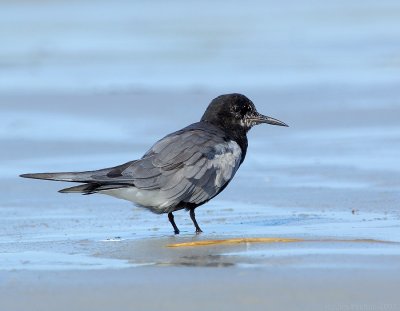 _JFF8284 Black Tern On Beach LR.jpg