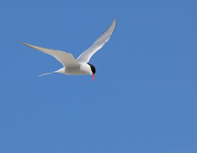 _JFF8164 Artic Tern Side Look Down.jpg