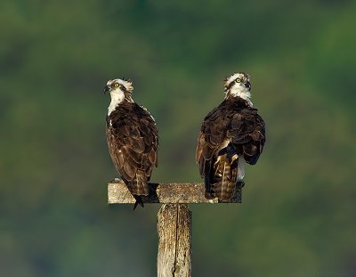 _JFF7798 Ospreys on Perch.jpg