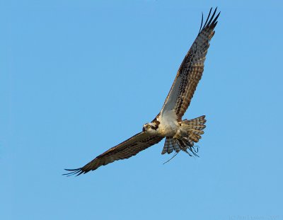 _JFF7875 Male Osprey Fly  Left Fan.jpg