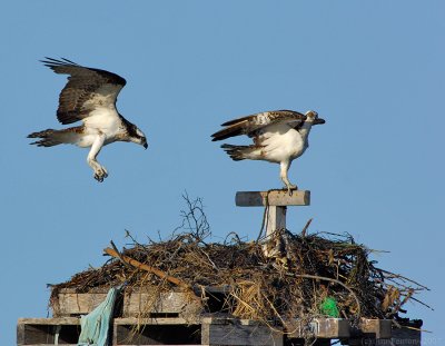 _JFF7888 Ospey Male Coming to Nest.jpg