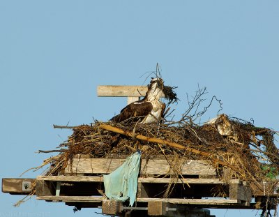 _JFF7926 Osprey Female Arranging Nest.jpg