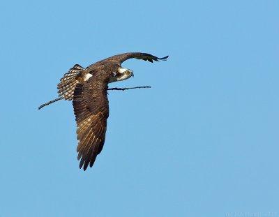 _JFF7985 Osprey Male With Stick.jpg
