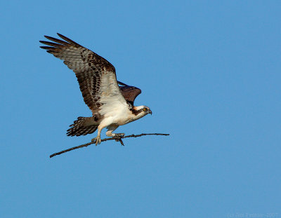 _JFF7991 Osprey Male With Stick.jpg