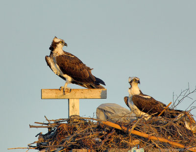 _JFF8505 Osprey Pair on Nest.jpg