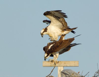 _JFF8561 Osprey Male Landing on Female.jpg