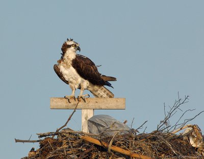 _JFF8567 Female Osprey on Nest.jpg