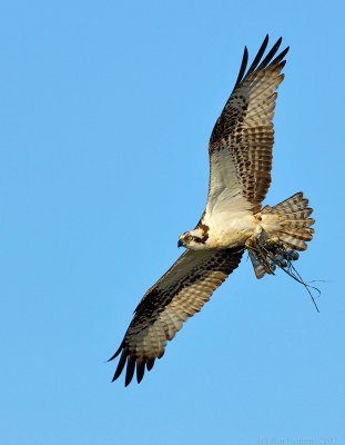 plymouth_long_beach_ospreys