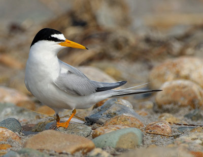plymouth_long_beach_least_terns