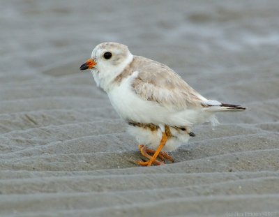 JFF7348 Piping Plover Parent with Chick
