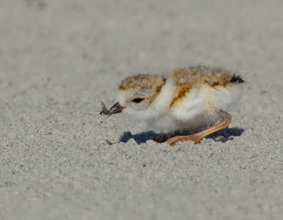 JFF7528 Piping Plover Chick with Prey