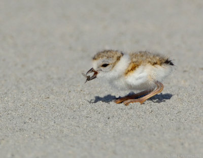 JFF7529 Piping Plover Chick With Prey Flip.jpg